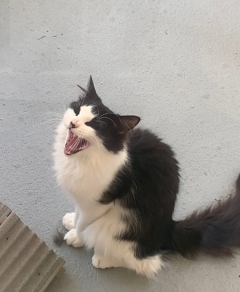 The Amazing AcroCats tweet media