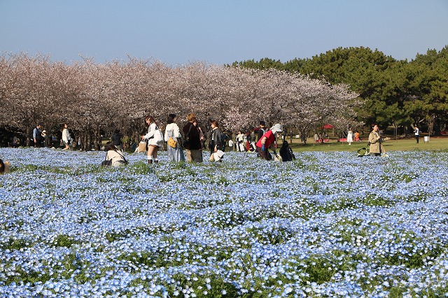 4月2日(木)現在、花の丘のネモフィラの青い花とサクラ（ソメイヨシノ