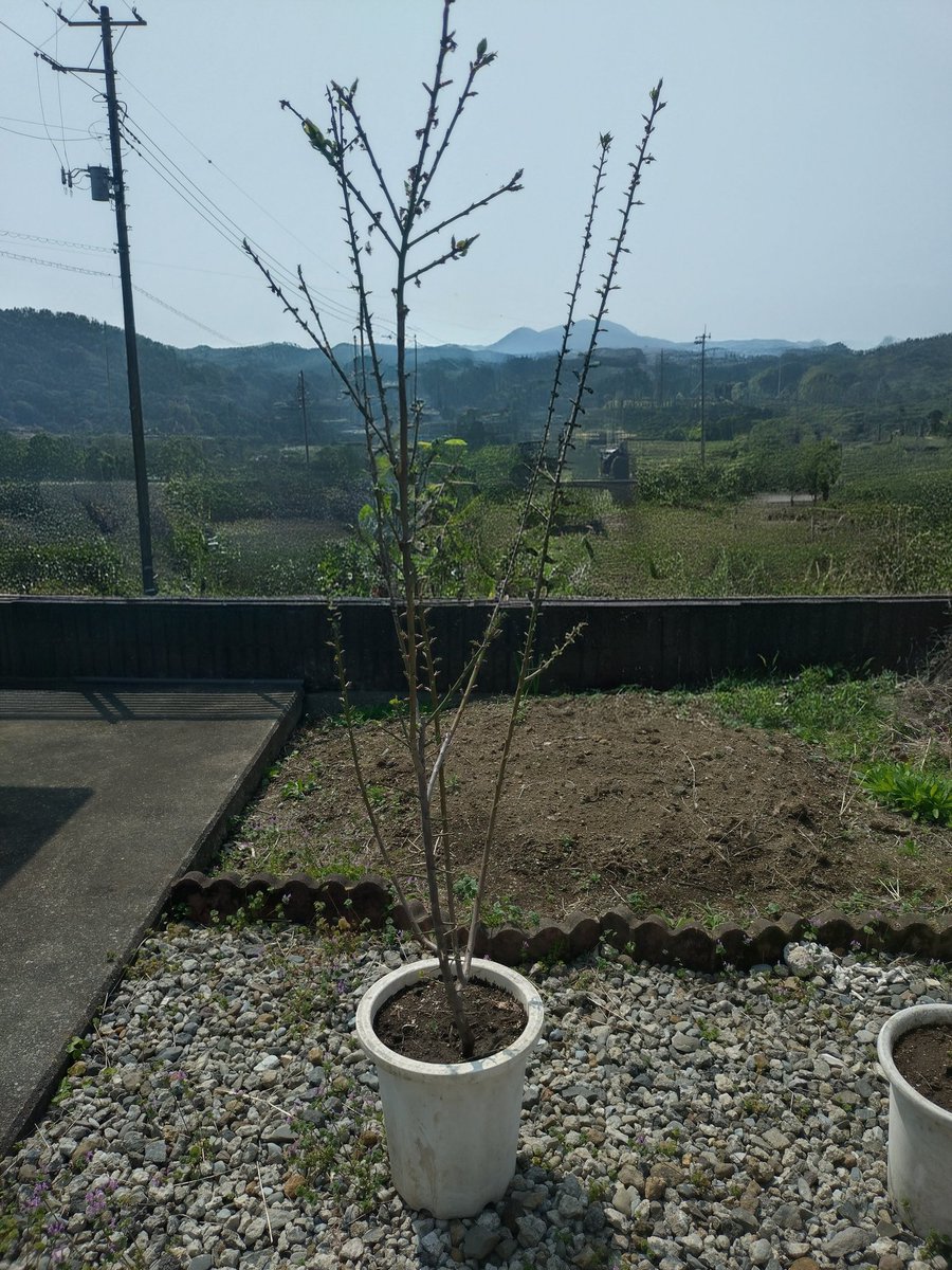 itomenako's tweet photo. 2026年4月.梅を植えて11ヶ月経過し、梅の花も終��り新しい葉が出てきました。成長が早すぎたので3月下旬に地植えから鉢植えに植え替えしました。今の所、上手くいってる気がします。#ガーデニング　#果樹　#ウメ https://t.co/PS7yoP8XpD
