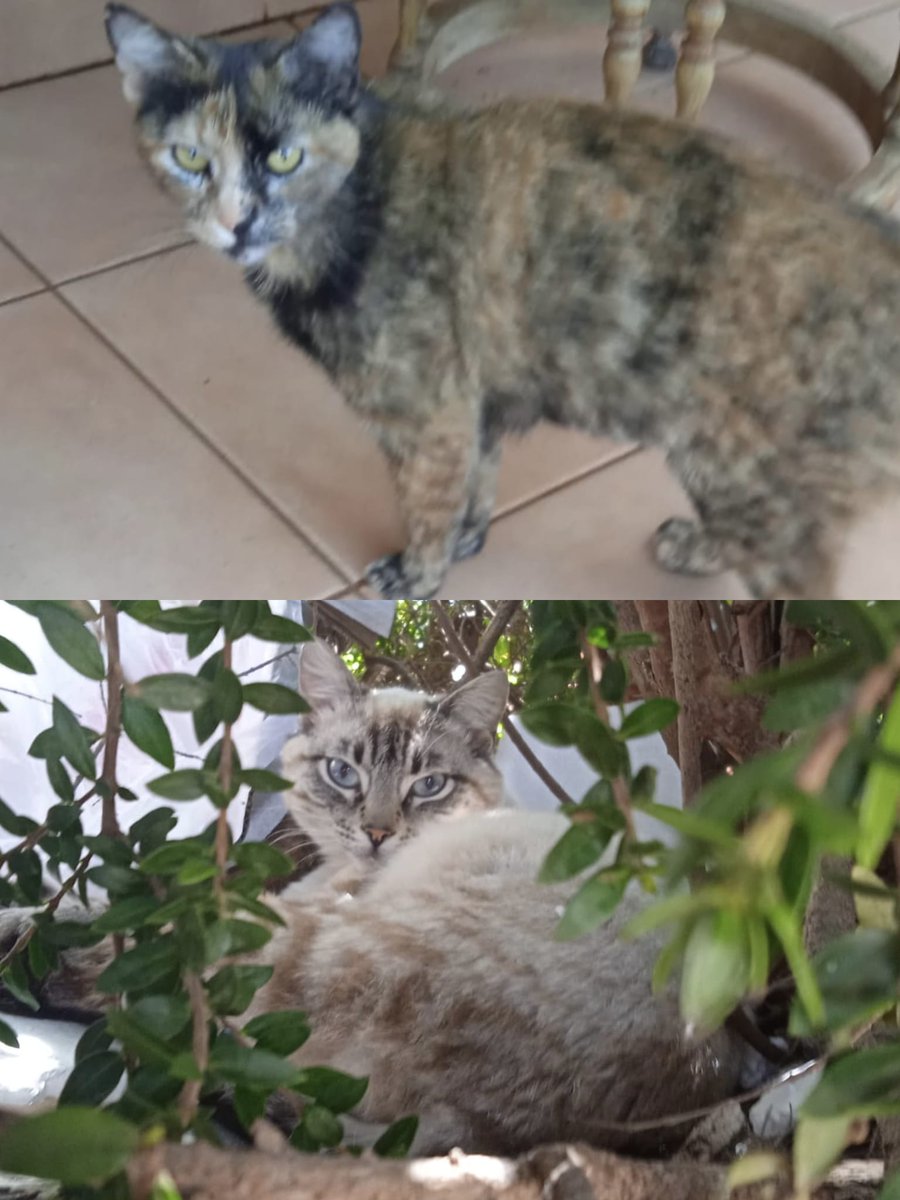 Es una pena que gatitos mansos no tengan una familia y se vean obligados a vivir en la calle expuestos a tantos horrores 💔😭
Copio :

Buenas, tengo está gata , la he castrado y vacunado, se mete todos los días en mi porche y le doy de comer, es muy buena y mansita, también tengo