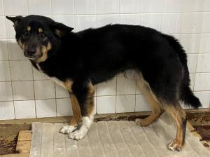 ただの猫ゃで tweet media