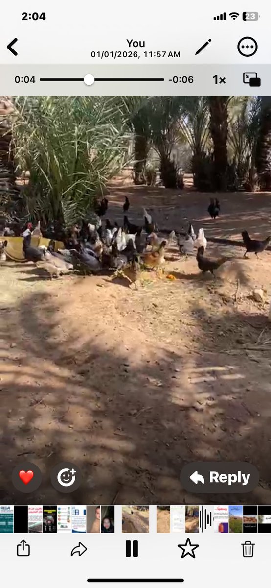 مزارع روضة النخيل العضوية tweet media