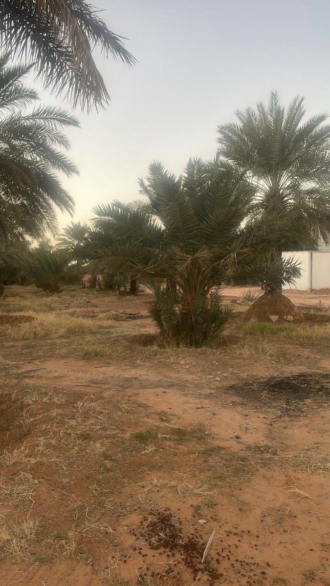 مزارع روضة النخيل العضوية tweet media