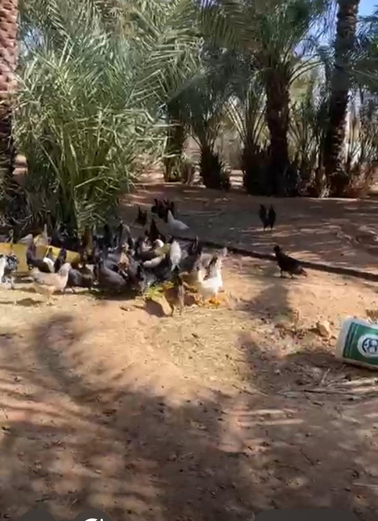 مزارع روضة النخيل العضوية tweet media