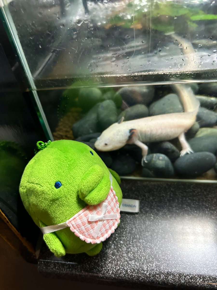 ぱっち tweet media