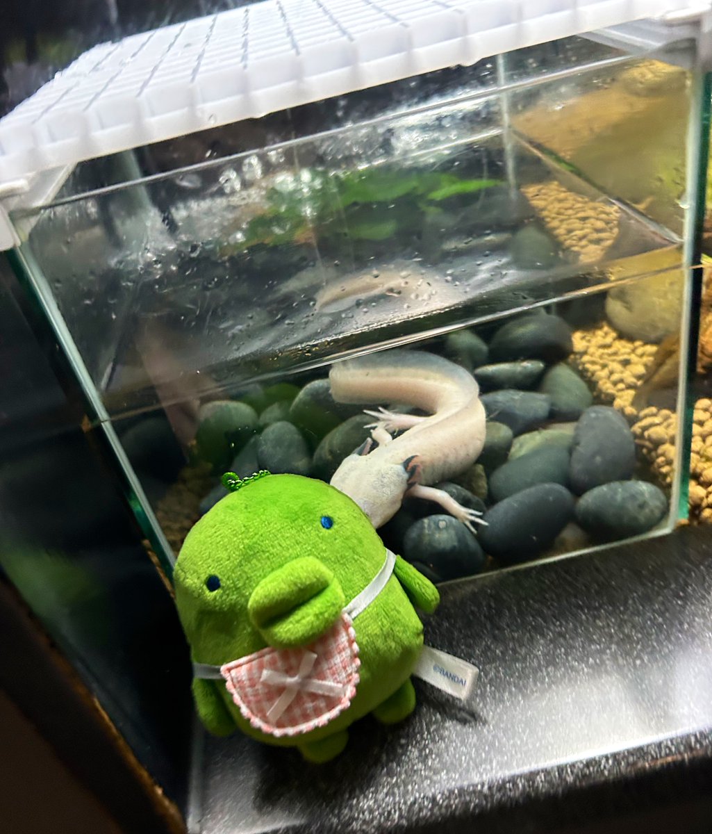 ぱっち tweet media