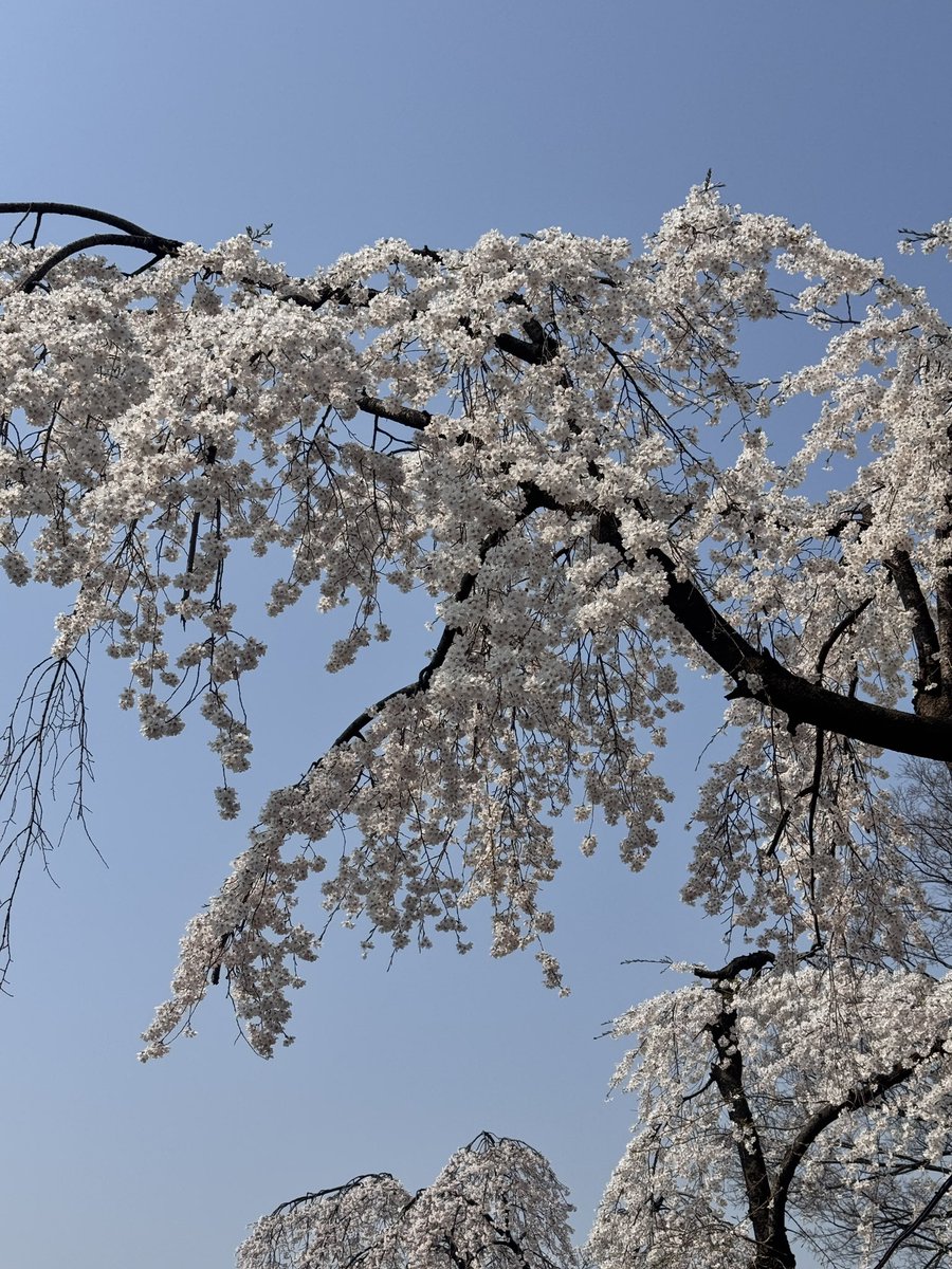 withaube's tweet photo. 📍석촌호수

오늘자 석촌호수 실시간🌸 완전 만개해서 너무 예쁘쟈나..?! https://t.co/Y4nKXiLTeu