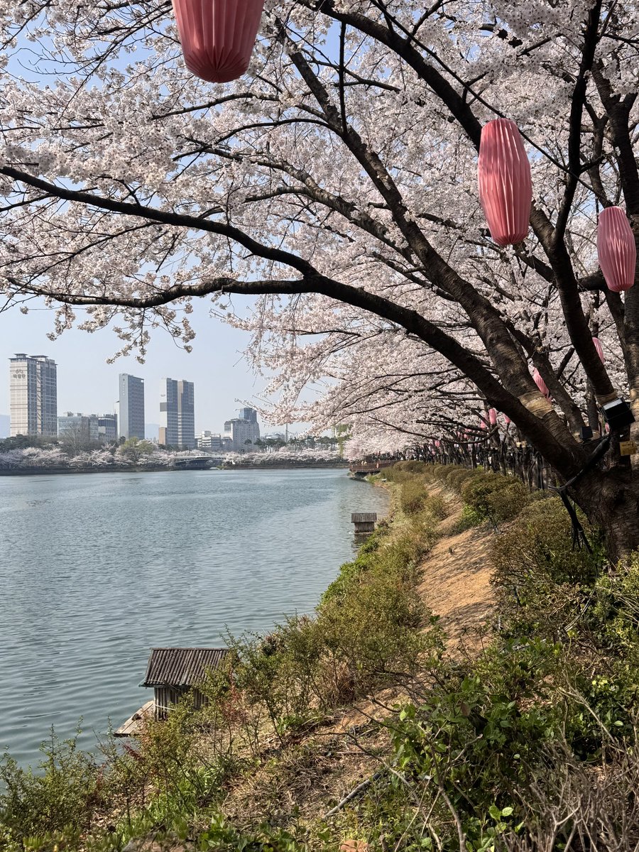 withaube's tweet photo. 📍석촌호수

오늘자 석촌호수 실시간🌸 완전 만개해서 너무 예쁘쟈나..?! https://t.co/Y4nKXiLTeu