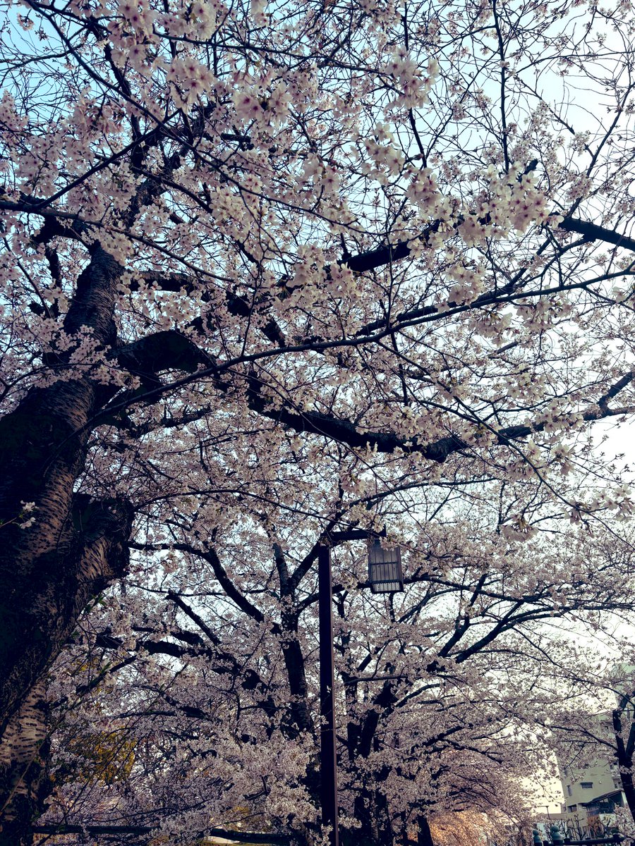 はっちゃく😈 tweet media