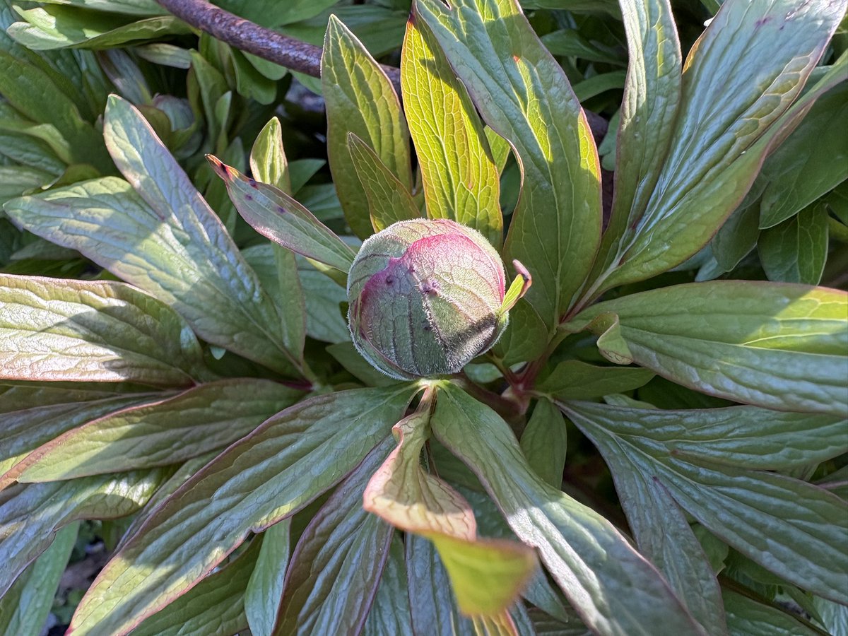 Sarahflowers50's tweet photo. Good morning. It’s a lovely sunny one but so cold. Peonies, honeysuckle and clematis’s are covered in buds. Looking forward to seeing them all in flower it won’t be long. Happy Thursday
#GardeningX #SpringGardening https://t.co/EzaOqzwmR8