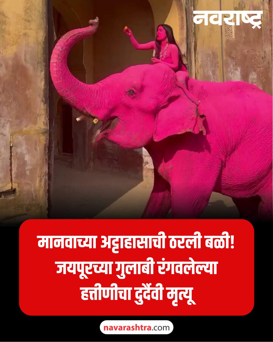navarashtra's tweet image. पिंक सिटी जयपूरमध्ये चंचल नावाच्या हत्तीणीचा मृत्यूवरुन वाद पेटाला आहे. एका परदेशी फोटोग्राफरने या हत्तीणीला गुलाबी रंगात रंगवले होते. यामुळे तिचा मृत्यू झाला असल्याचा दावा केला जात आहे.
वाचा सविस्तर : tinyurl.com/4ea8ymm6
#PinkElephant #Jaipur #PinkCity #ElephantDeath