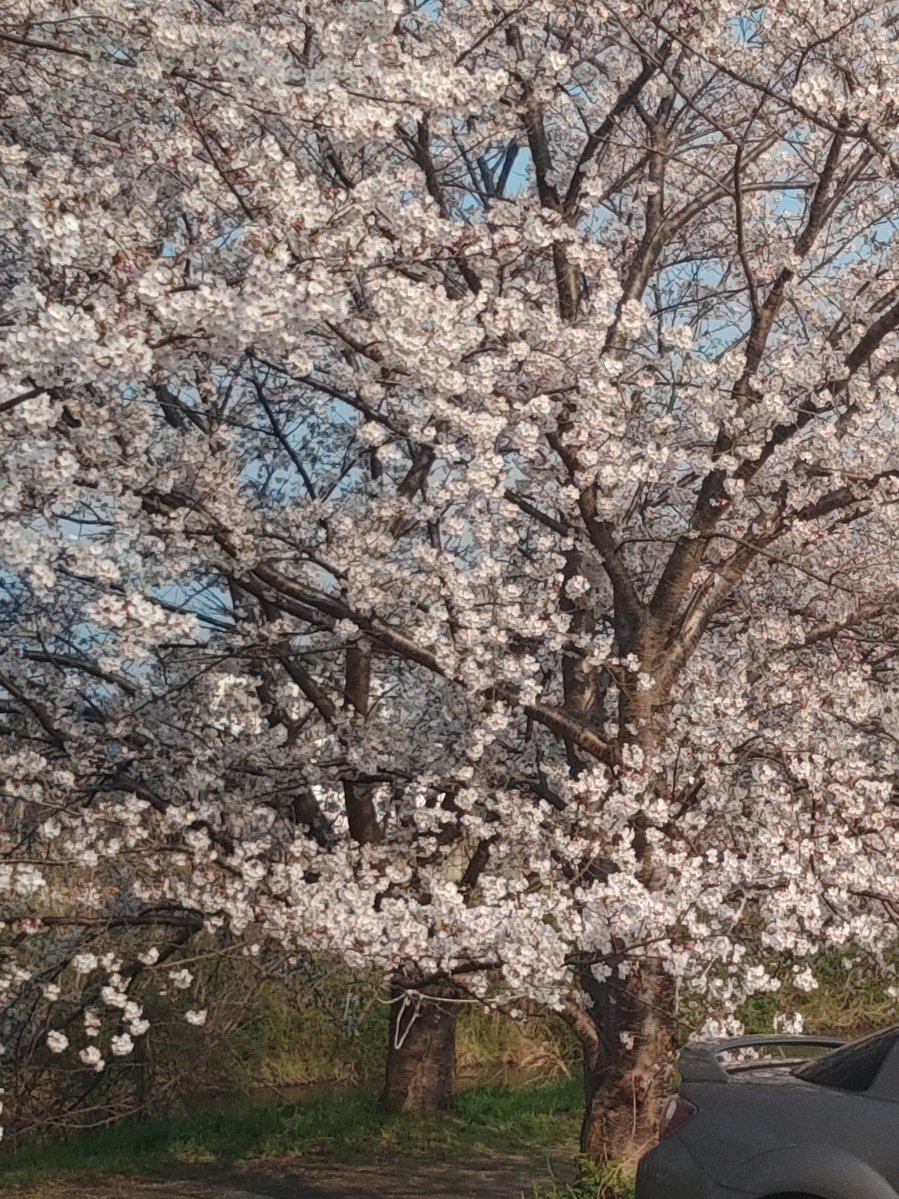 てきどん＠いやいやオレ犬派だし tweet media