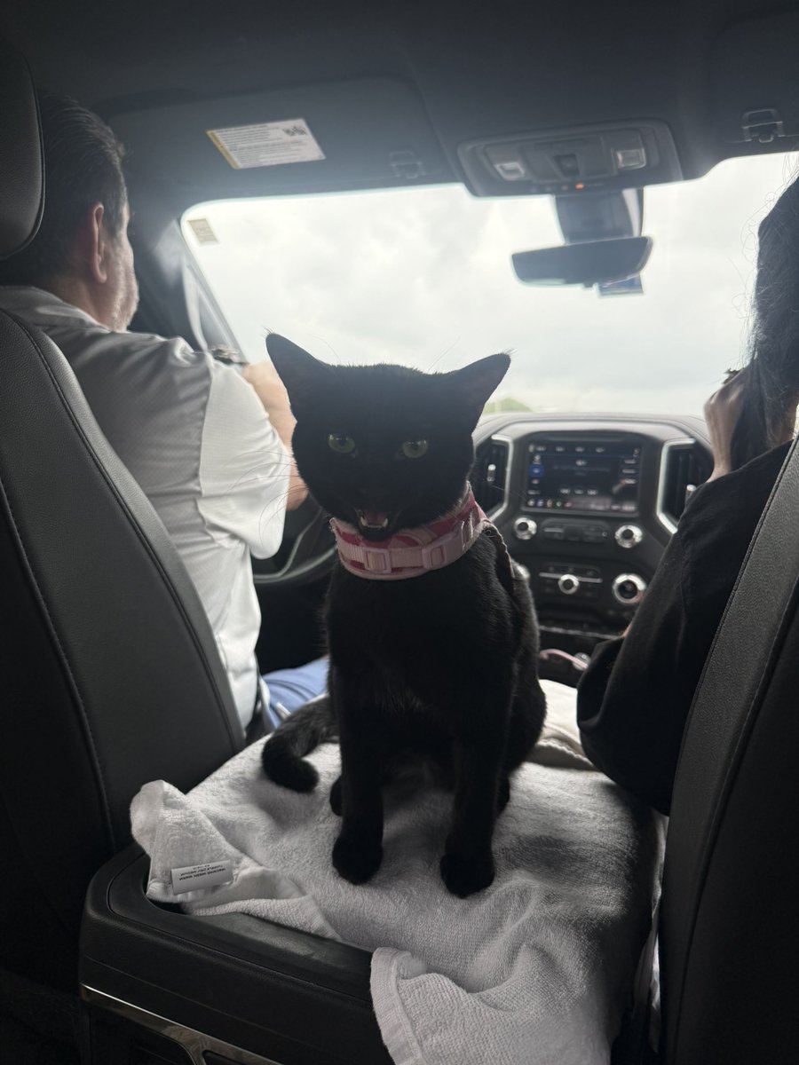 Black cats are not bad luck tweet media