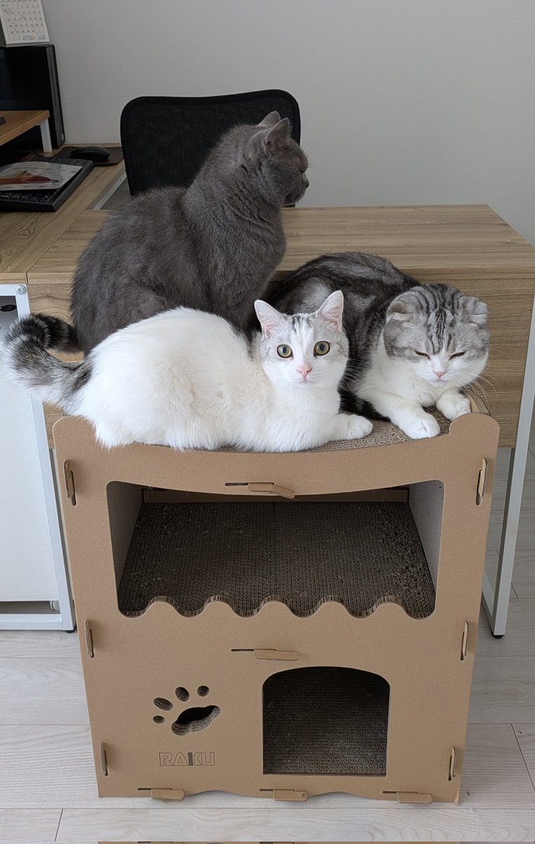 シロップがあらわれた tweet media