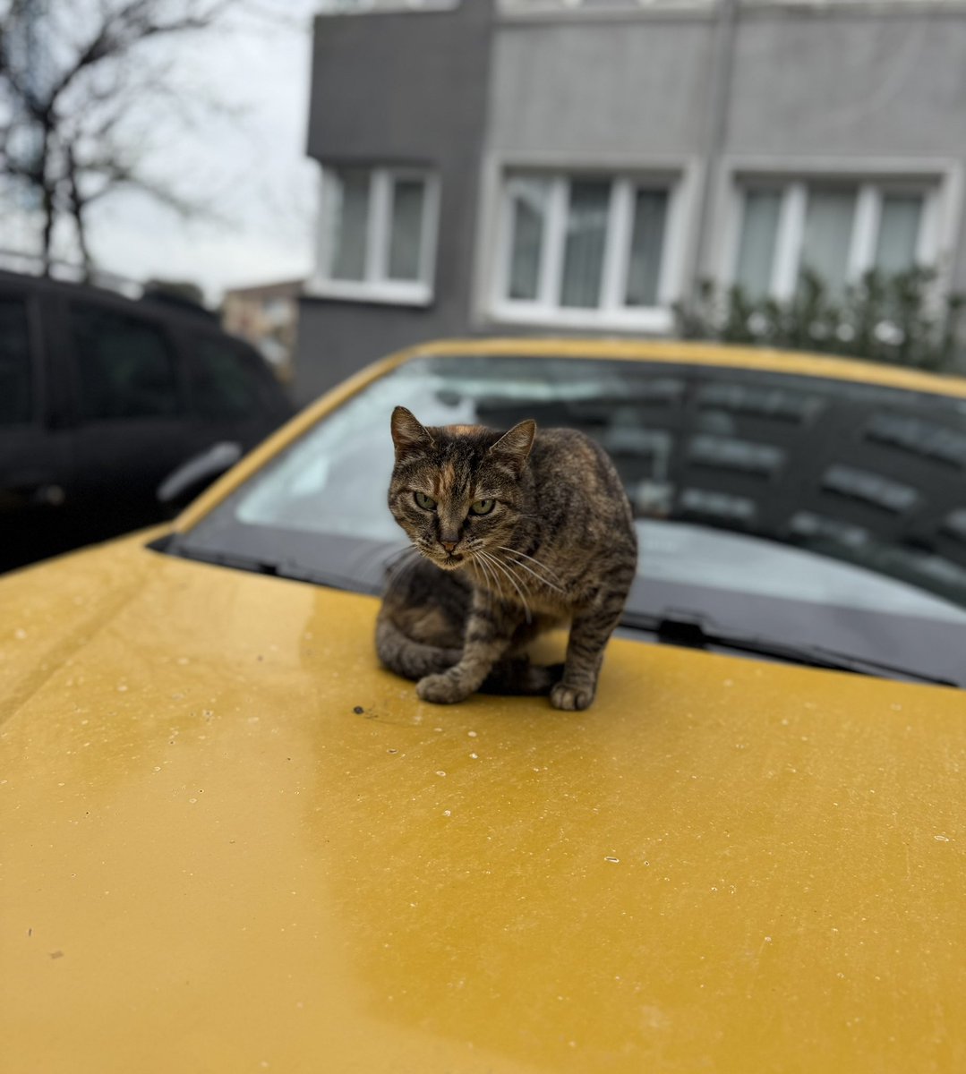 MedğiÇ tweet media