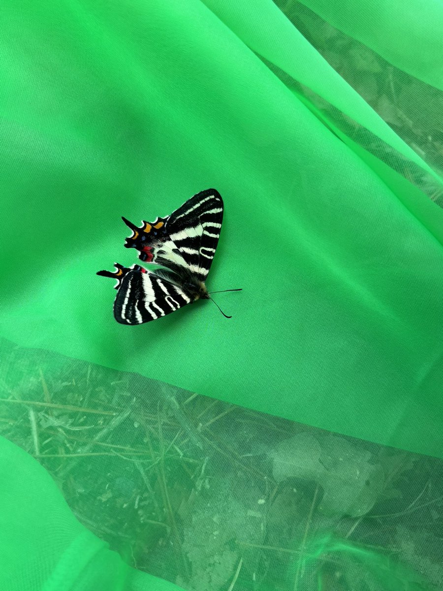 あやたか tweet media