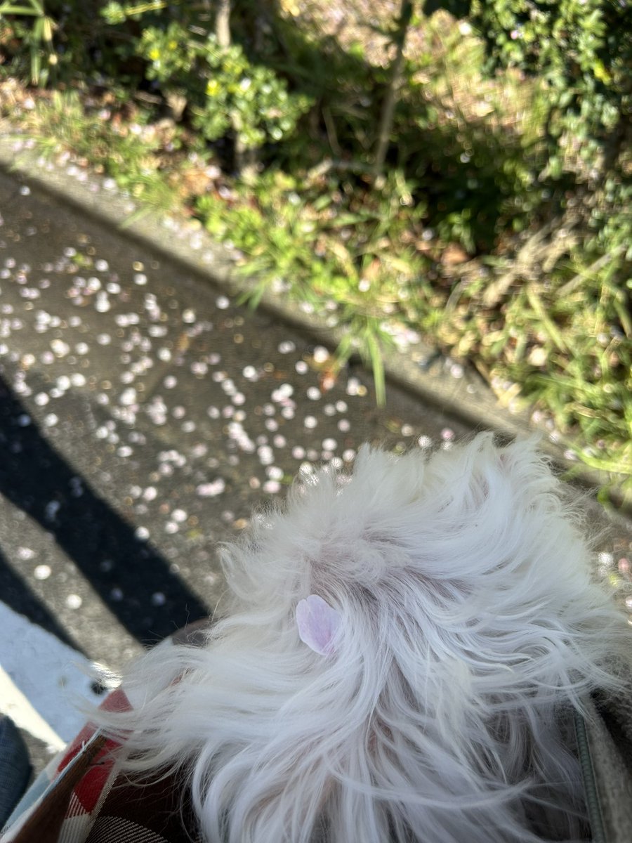 ハ二力ム tweet media