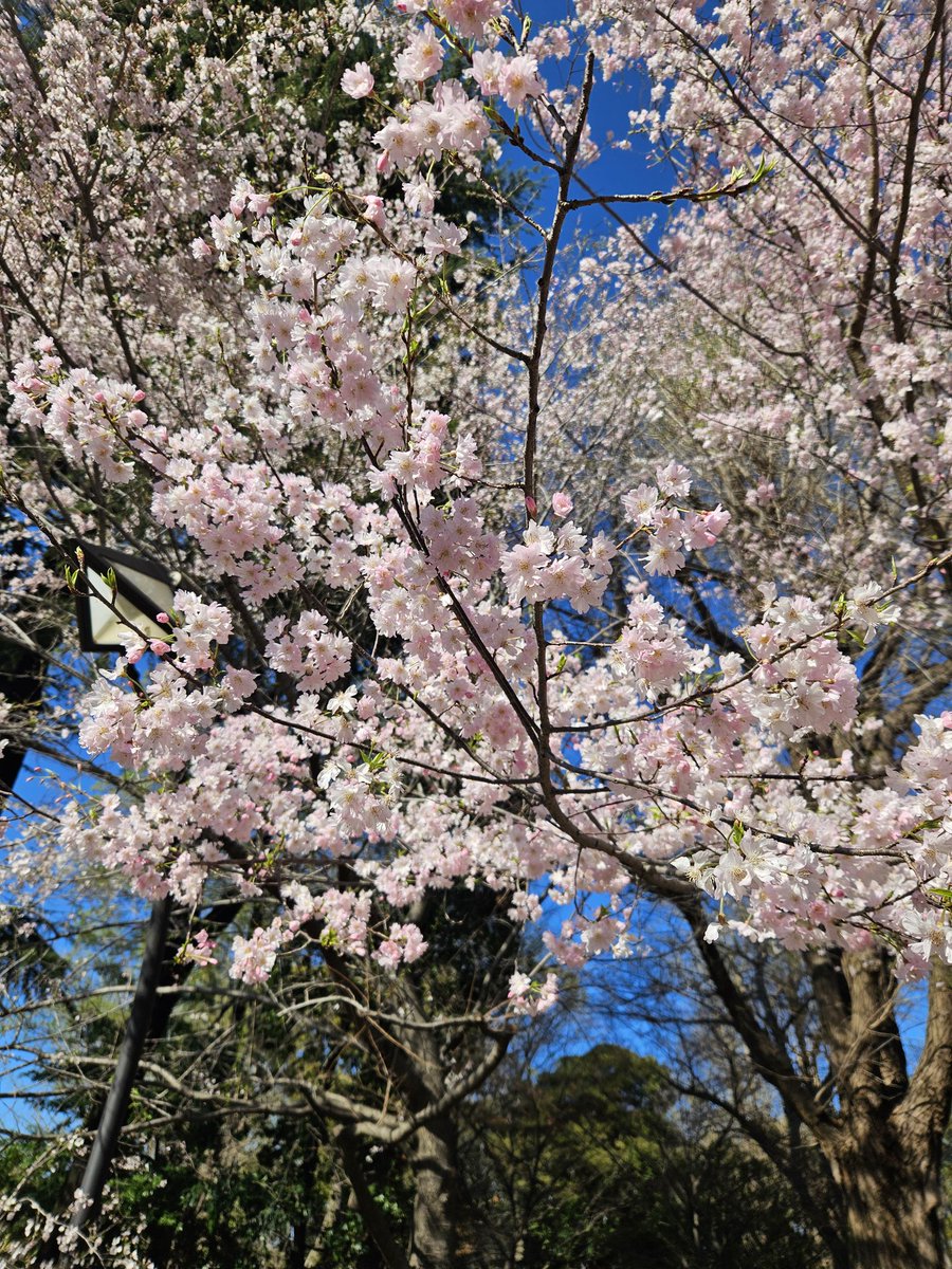 桜花(山登り大好き芸人🗻/駄洒令子🌸) tweet media