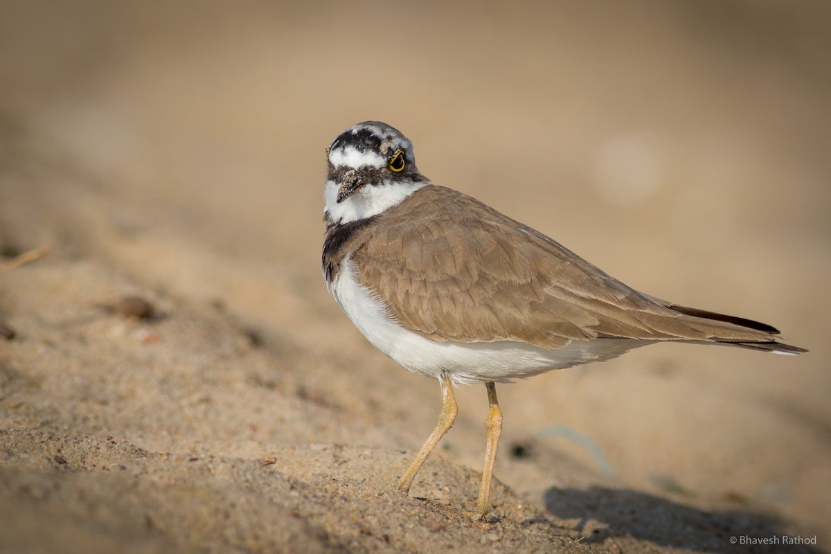 Little Ringed Plover (Thinornis dubius) - Delicately built small plover with bright yellow eyerings.

Modhva Beach, Mandavi, Gujarat, India 🇮🇳
 
#birdphotography #NaturePhotography #wildlife #birds #IndiAves