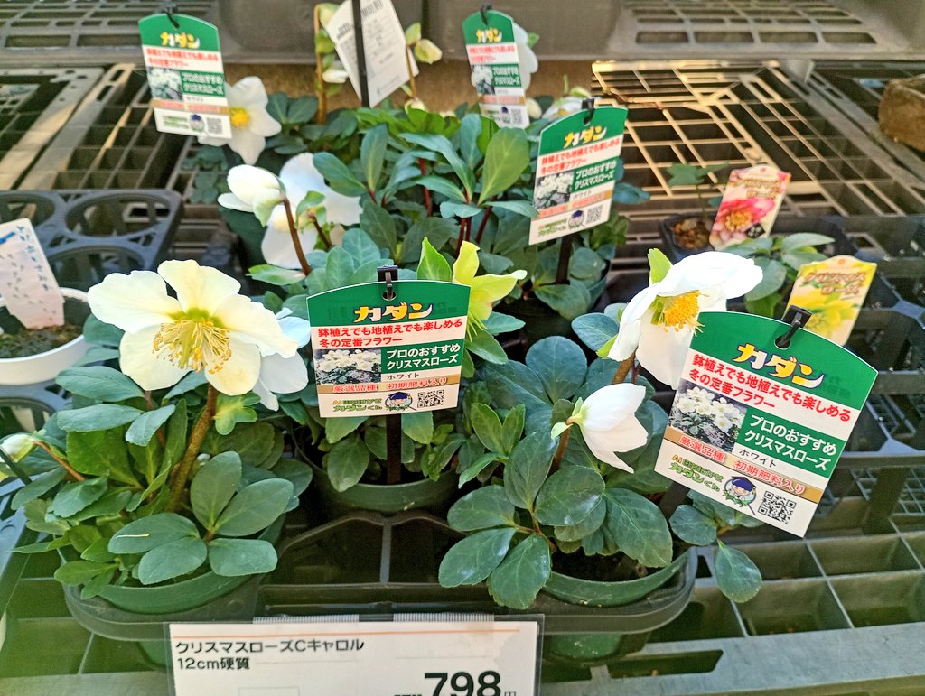 しまど/simadjp tweet media