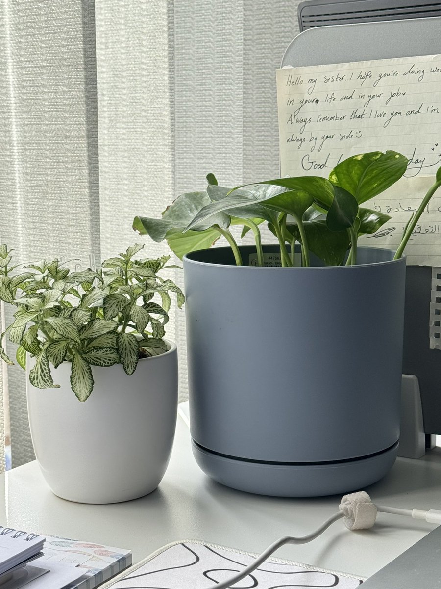 عاىسه tweet media