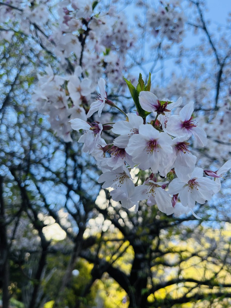 薩摩井 / Satsumai tweet media