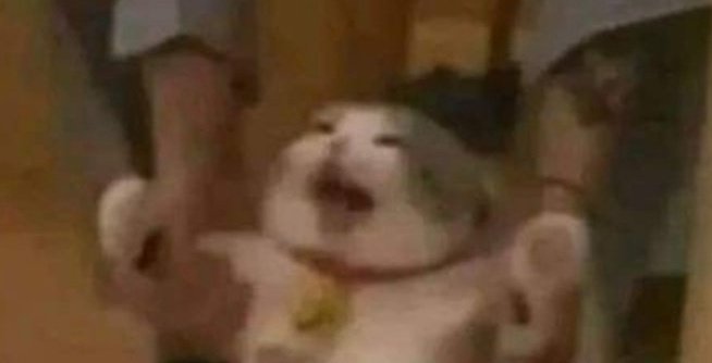 Oscar :U tweet media