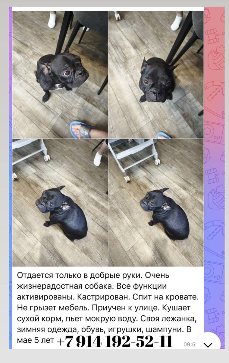 Котоскуф tweet media