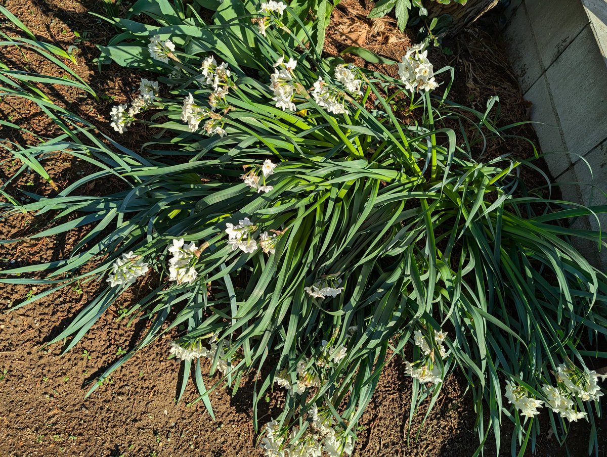 しまど/simadjp tweet media