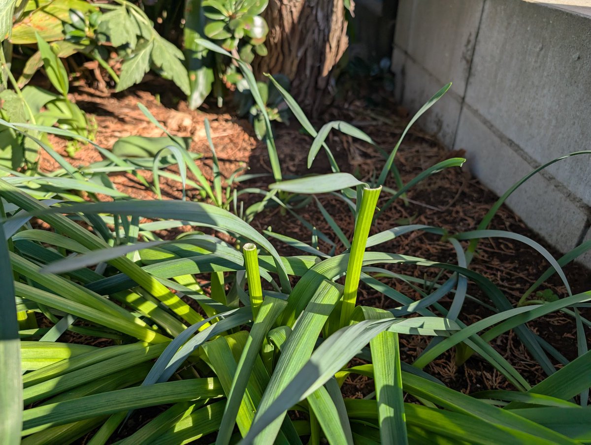 しまど/simadjp tweet media