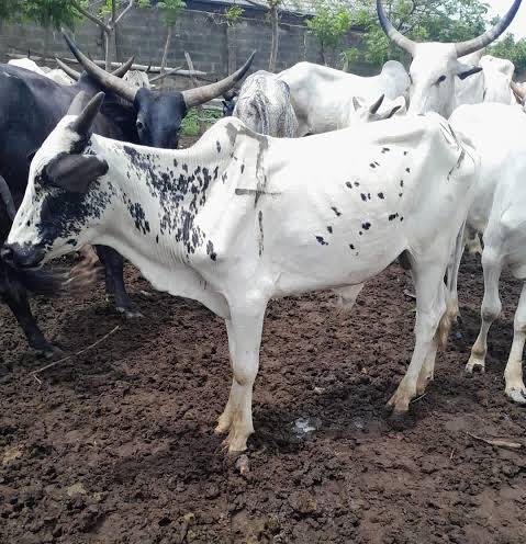 OBYKINGZ tweet media