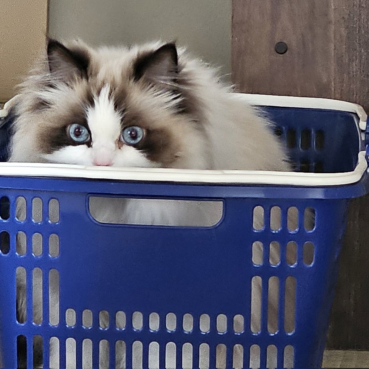 えんじぇるひろし tweet media