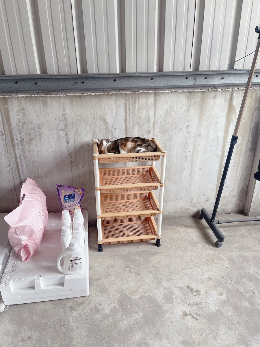 最近曬衣服嚕比都會住在旁邊的小架子曬太陽