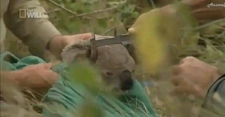 ну припустим гав tweet media