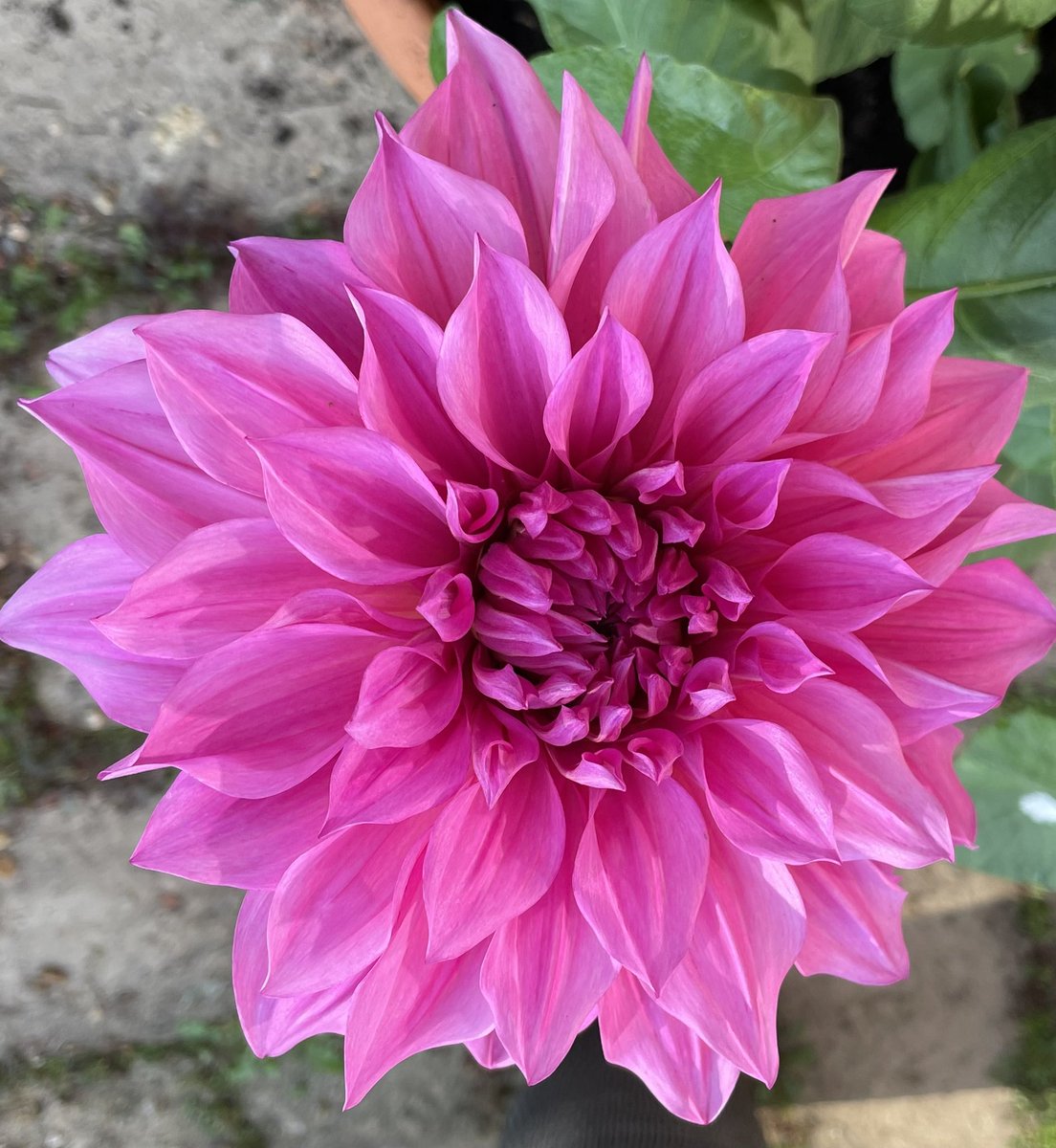 TheresaPengelly's tweet image. Happy #Throwbackthursday
Not long to go before these appear again !
#flowerphotography