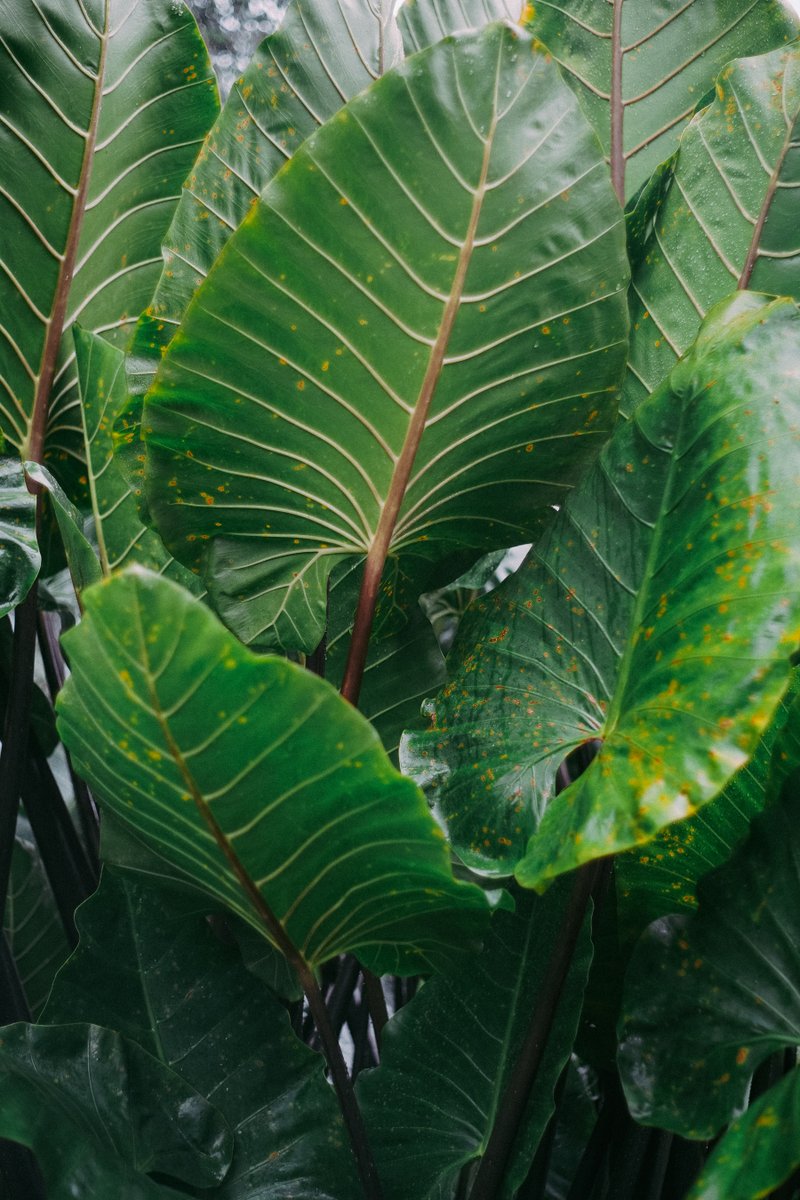 イルファン tweet media