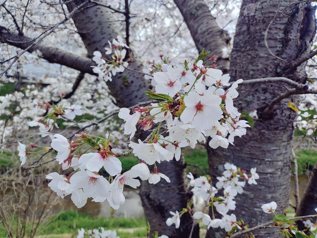 riria009＠しのゆ tweet media