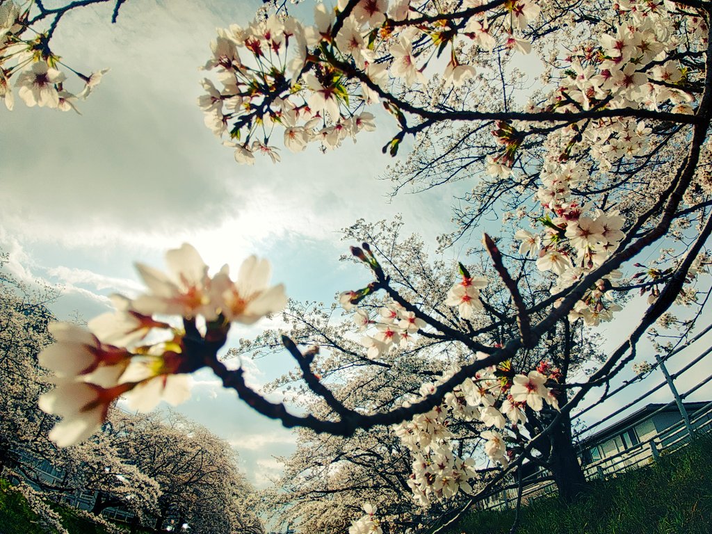 riria009＠しのゆ tweet media