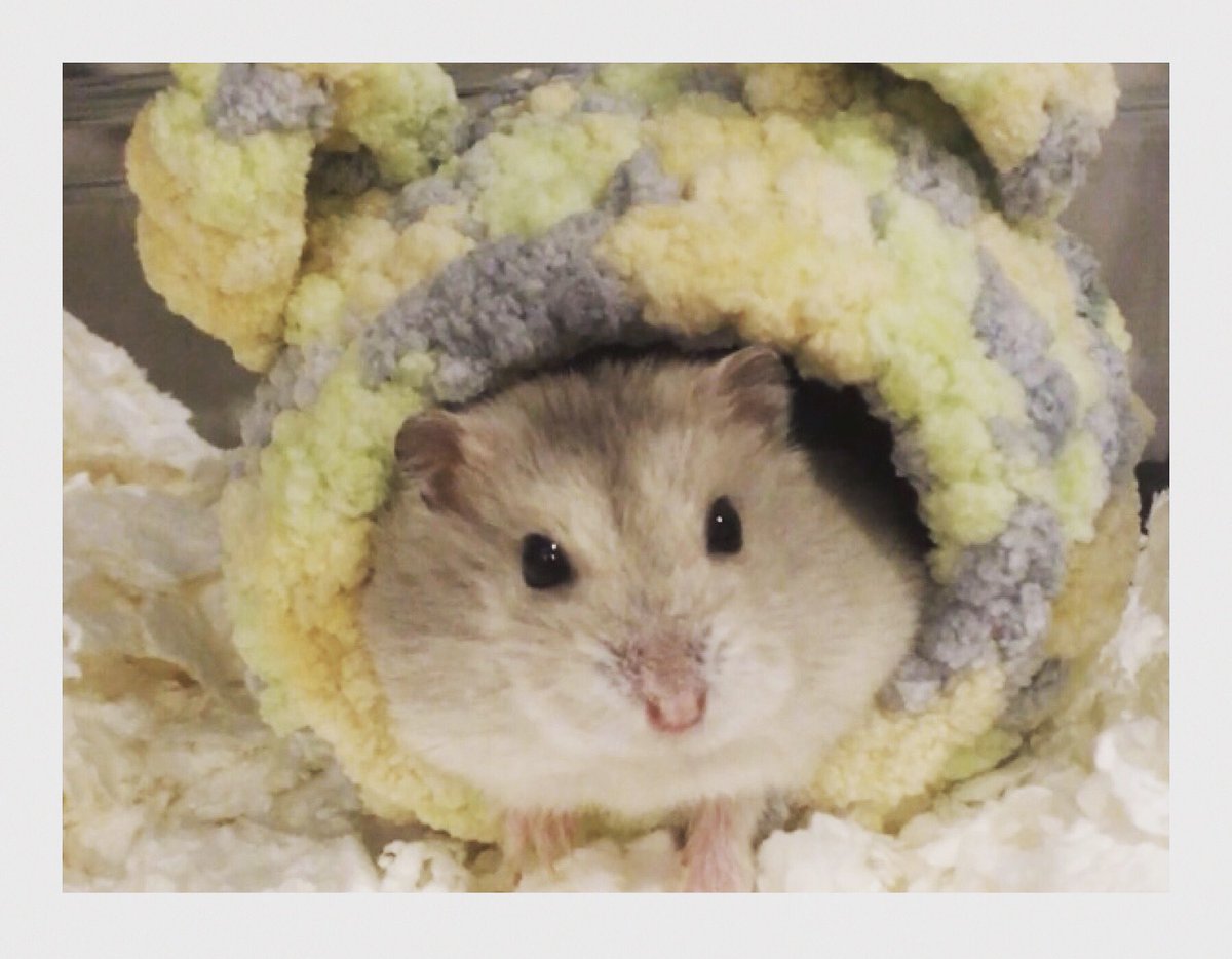 はむちゃん's account_2nd tweet media