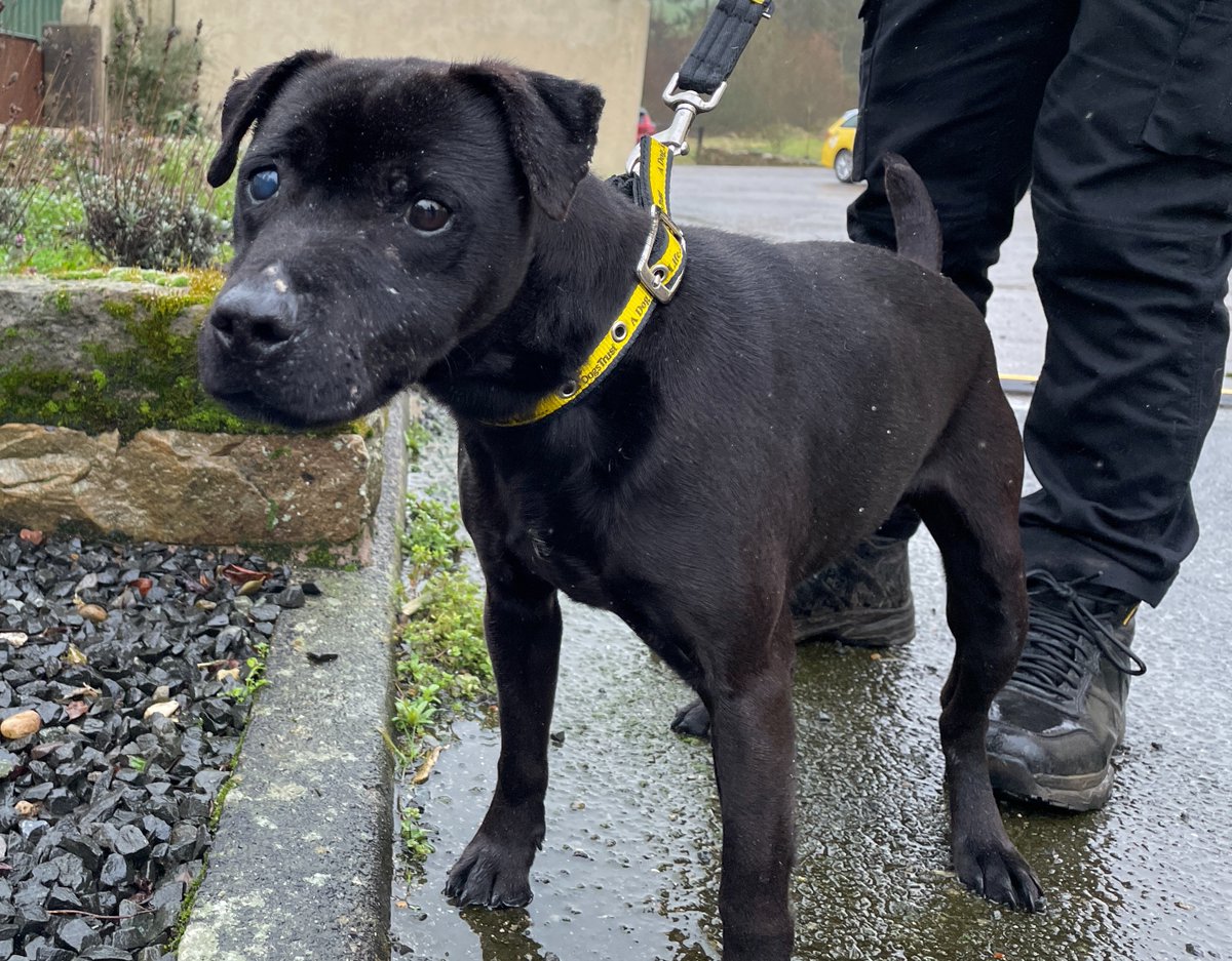 DT_Cumbria's tweet photo. A big week for Barney!
Our lovely lad has settled into foster life, 'he has character, he charms, he is everyone’s friend' and this week he gets to meet his potential adopter!
#patterdaleterrier #terrier #pawfectmatch #dogstrustcumbria #adoptdontshop @dogstrust https://t.co/Qz7JqZDw65