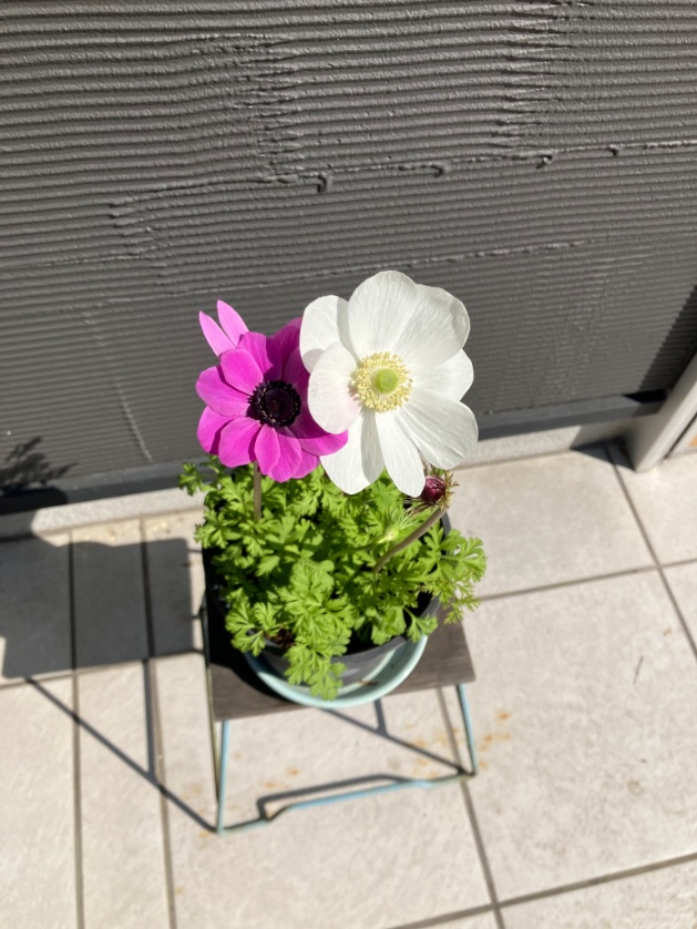 ccr_ribbons's tweet photo. なかよしさん♫☺️

#アネモネ　
#anemone 
#アネモネ界隈　
#toolovely
#bulbs 
#hellospring2026 
#はるだね　
#雨上がり　
#afterrain https://t.co/7njih0yfZa