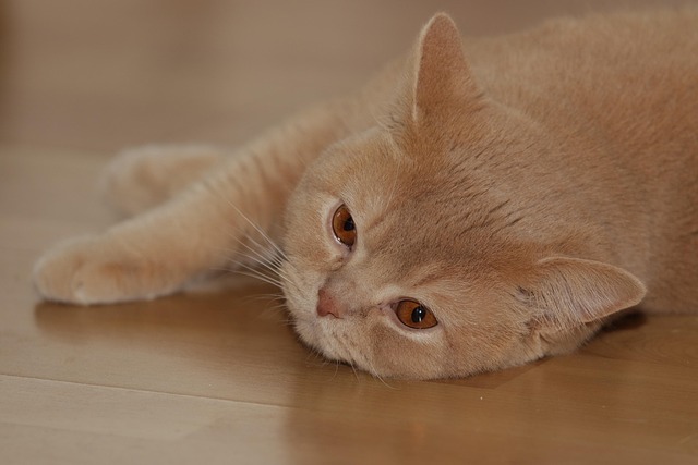 Dana Scott tweet media