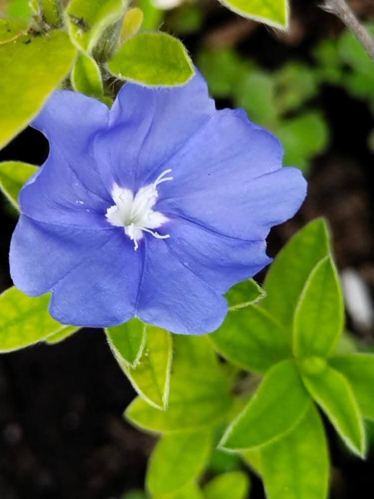 naturebring651's tweet image. Blue Daze (EvolvulusGlomeratus) is the evergreen growing plants member of the morning glory family. Its blue-colored flowers and Olive Green Leaves are perfectly suitable for borders or containers...read...naturebring.com/best-blue-flow…
#BlueDaze #blueflowers #growing #care #naturebring