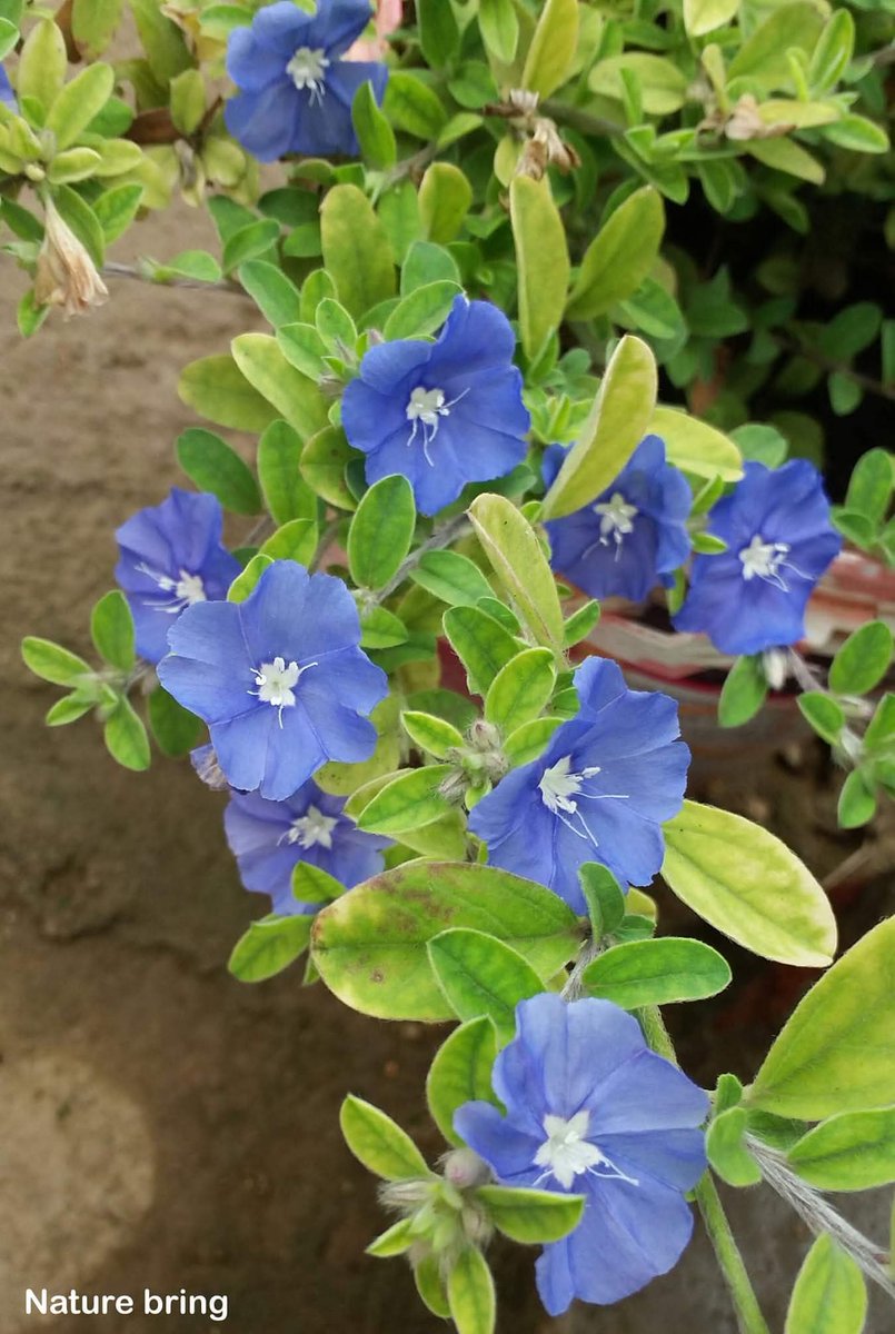 naturebring651's tweet image. Blue Daze (EvolvulusGlomeratus) is the evergreen growing plants member of the morning glory family. Its blue-colored flowers and Olive Green Leaves are perfectly suitable for borders or containers...read...naturebring.com/best-blue-flow…
#BlueDaze #blueflowers #growing #care #naturebring