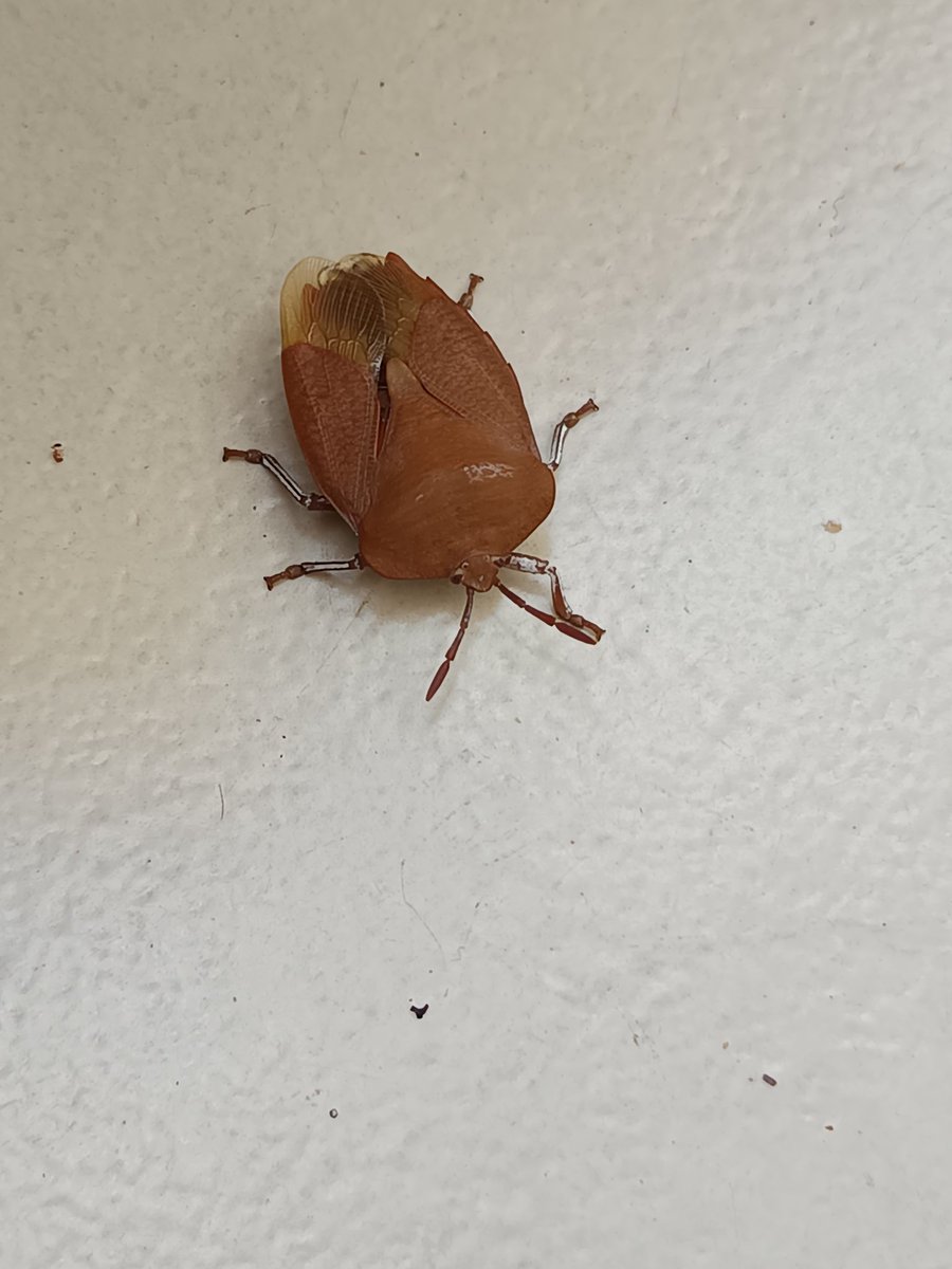 Brown Marmorated Stink Bug

#InsectThursday