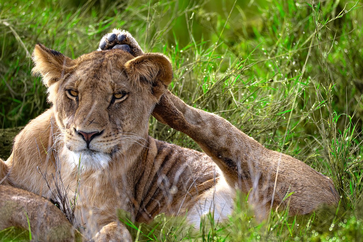 Lewa Wildlife Conservancy tweet media