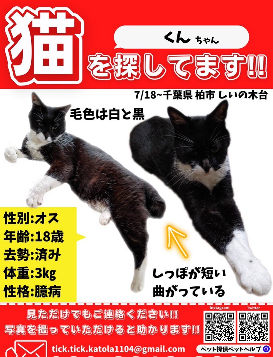 「静かに」去っていったというクンらしい仕草に胸が掻きむしられる想いです。
私はまだクンを見つけられていませんが、この悔しい経験を無駄にしないようこれからも丁寧に探していきます。

同じように「気になっていたのに聞きに行けなかった」という方
どうか自分を責めすぎず
一緒に頑張りましょう