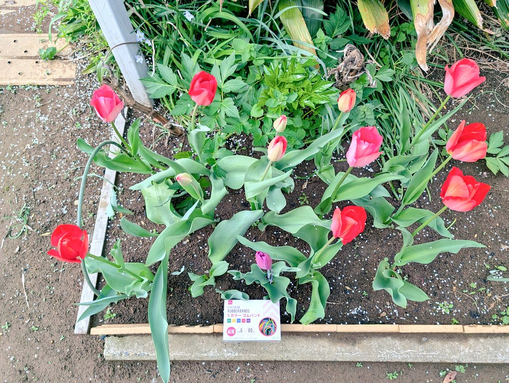 しまど/simadjp tweet media