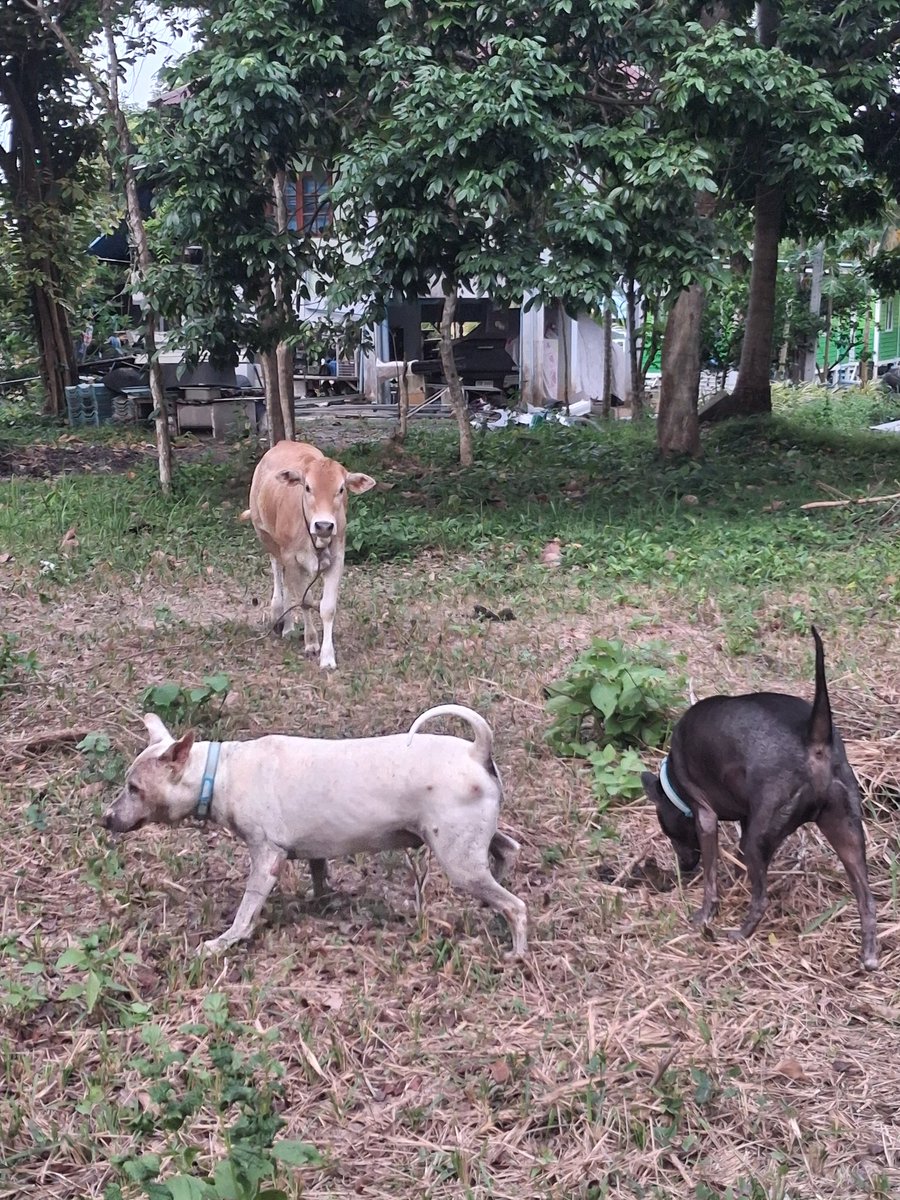 Rebecca รีเบคก้า tweet media