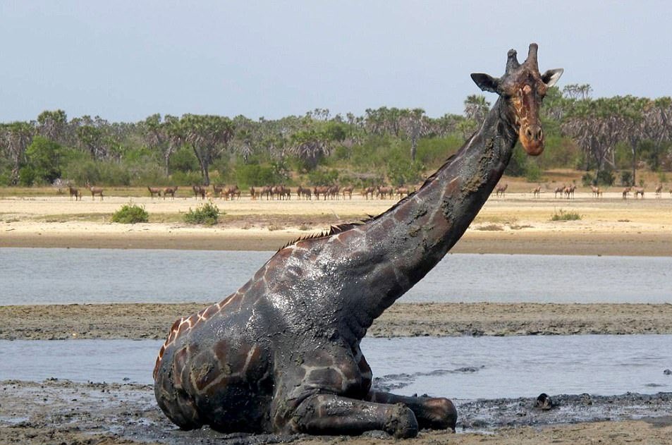 Octavius Bin Evadius T tweet media